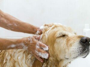 Header Dog Grooming